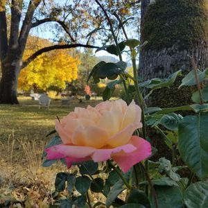 Meet your Posher, Dave n scotti